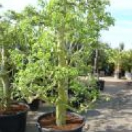 6_peerenbomen2