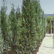 chamaciparis-columinaris