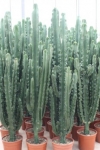 phoca_thumb_l_0555