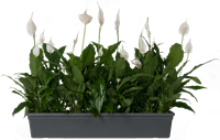 PV69