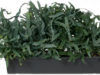 pv76
